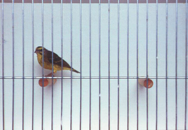 Marie José Burki, Camden Art Centre, 1998