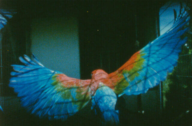 João Maria Gusmão + Pedro Paiva: Papagaio at Camden Art Centre 2015