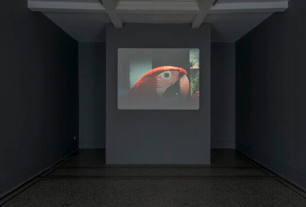 João Maria Gusmão + Pedro Paiva: Papagaio at Camden Art Centre 2015