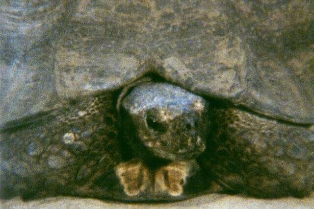 João Maria Gusmão + Pedro Paiva, Turtle, 2011, 16mm film, colour, no sound, 2'40''. Produced by Frac Île-de France/Le Plateau, Paris 