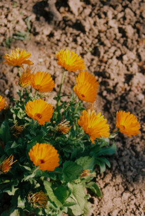 Botanical Dyes Garden Workshop