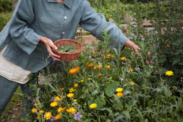 Seasonal Botanical Dyes Workshop