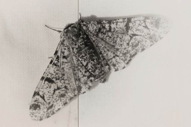 Artist Film: Nat Faulkner